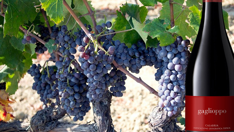 Il vino Gaglioppo calabrese: un antidepressivo e aiuta a combattere il Parkinson